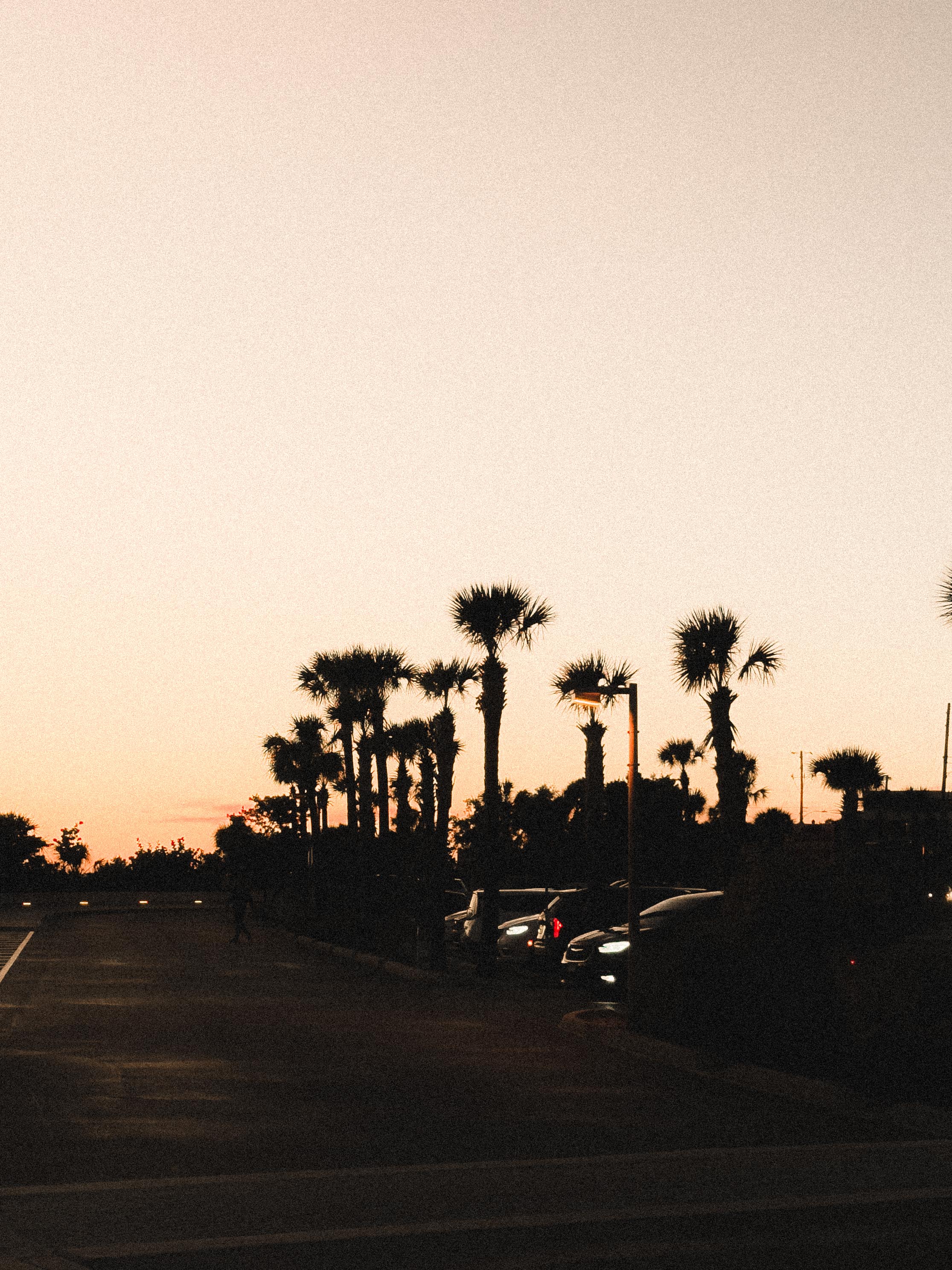 Palm trees silhouetted at dusk